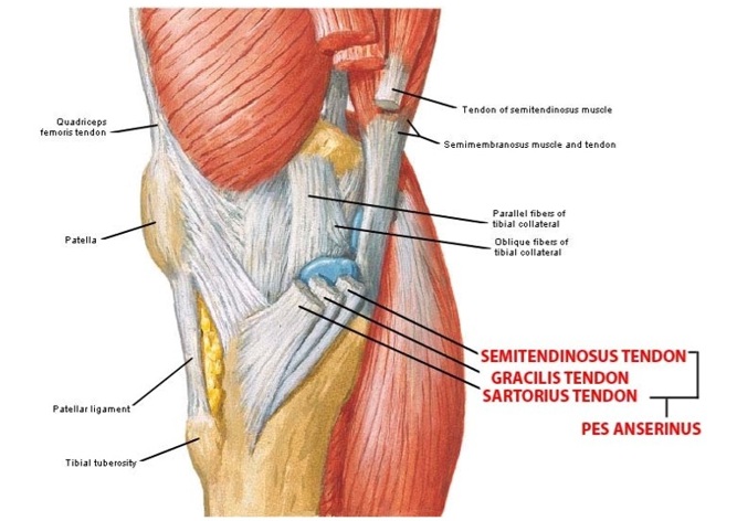 Knee Pain Treatment in Sharjah