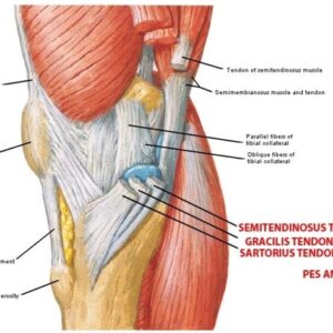 Physiotherapy vs Spa Massage: The Hidden Cost of Temporary Pain Relief | TAM Physio & Rehab 7 possible conditions if players don't take a physiotherapy assessment